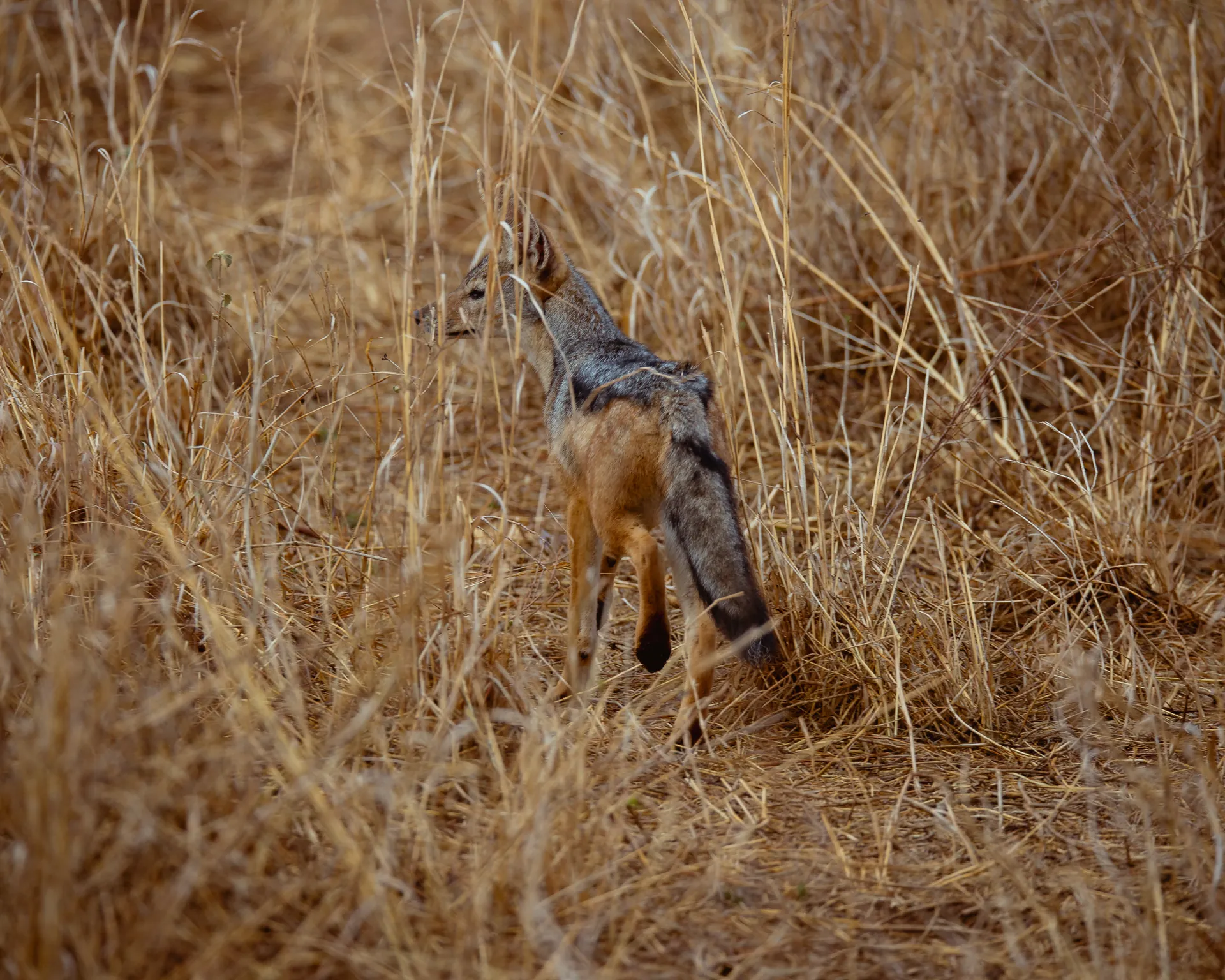 Wildlife in an East African safari landscape